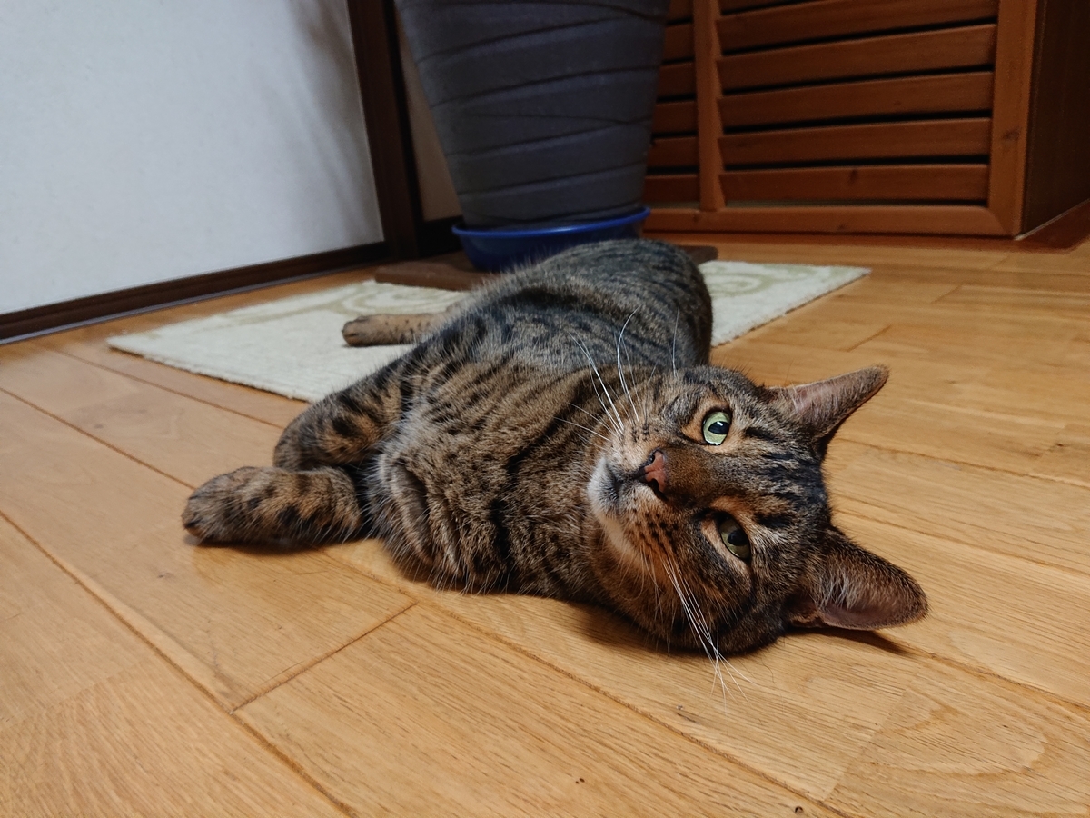 f:id:nekonohanashi:20200808192055j:plain:w350
