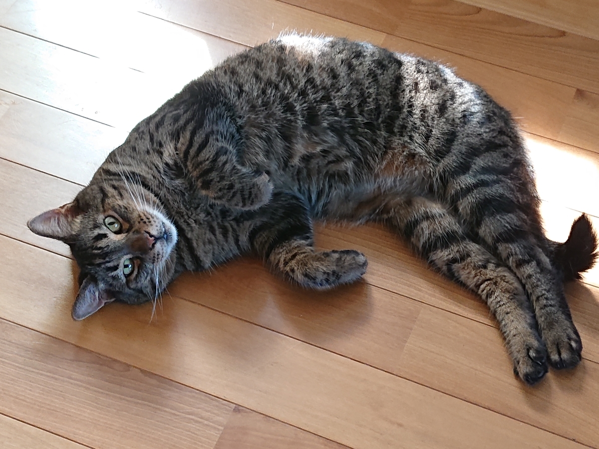 f:id:nekonohanashi:20200816083654j:plain:w350