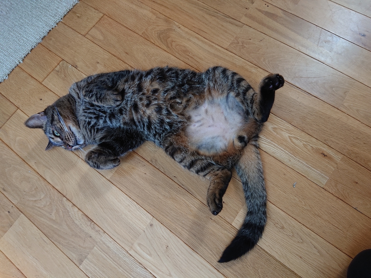 f:id:nekonohanashi:20200817205953j:plain:w350