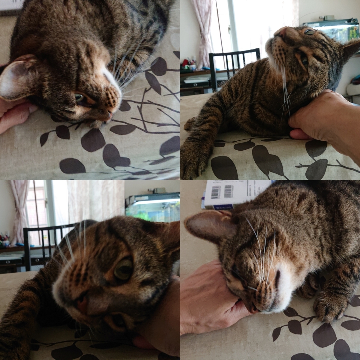 f:id:nekonohanashi:20200817213711j:plain:w350