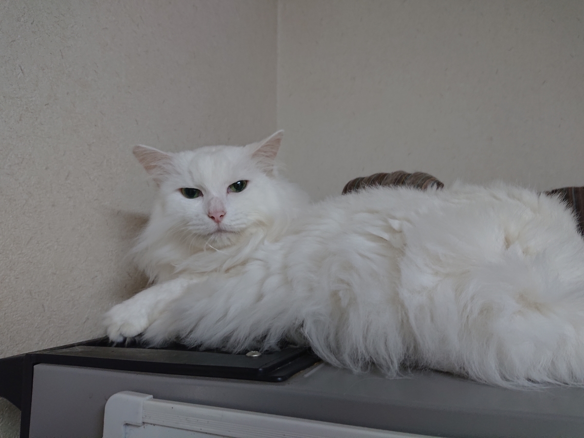 f:id:nekonohanashi:20201003071140j:plain:w350