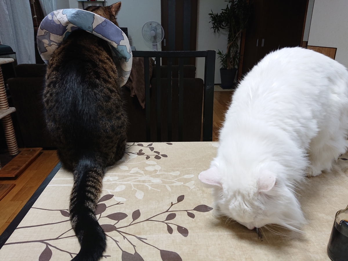 f:id:nekonohanashi:20201006175222j:plain:w350