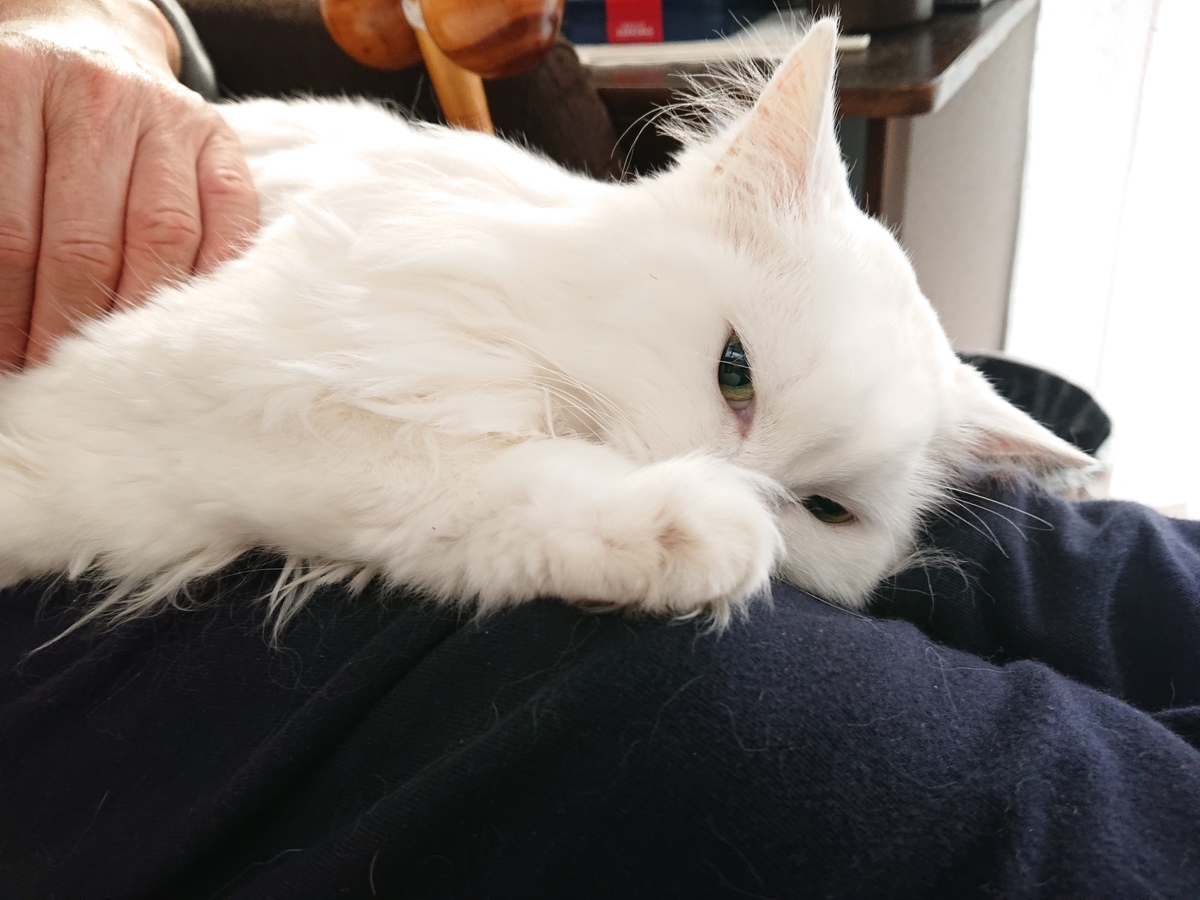 f:id:nekonohanashi:20201008073551j:plain:w350