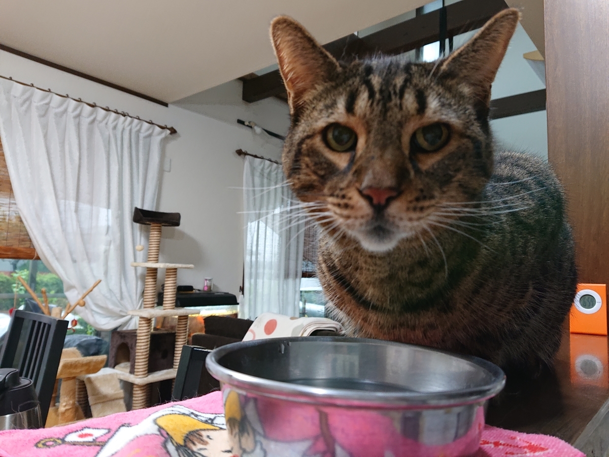 f:id:nekonohanashi:20201010070049j:plain:w350
