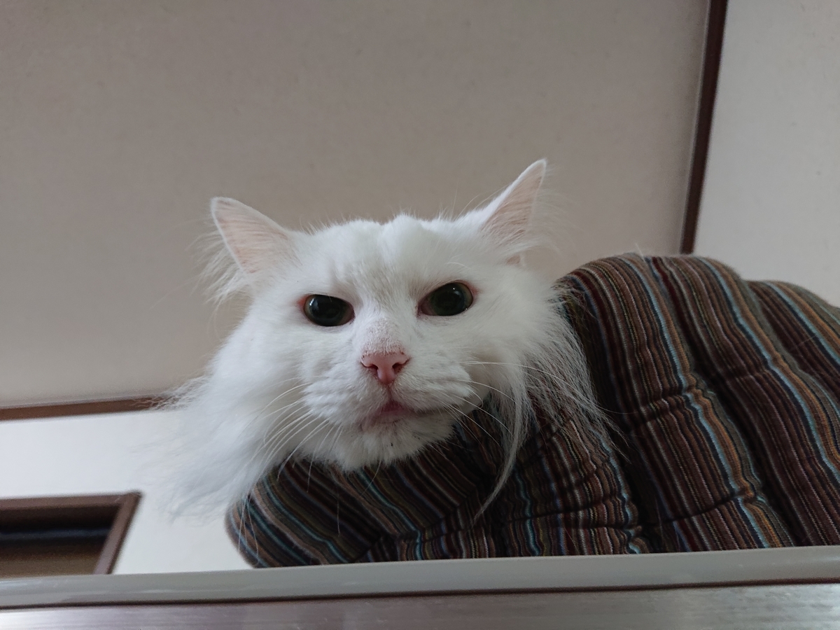 f:id:nekonohanashi:20201010085423j:plain:w350
