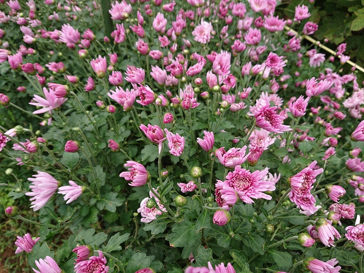 f:id:nekonohanashi:20201012110332j:plain:w350