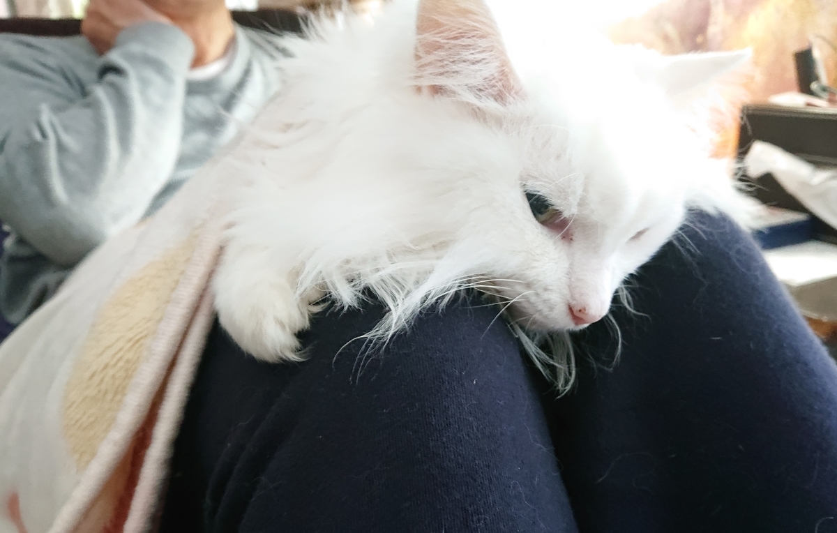 f:id:nekonohanashi:20201013201323j:plain:w350