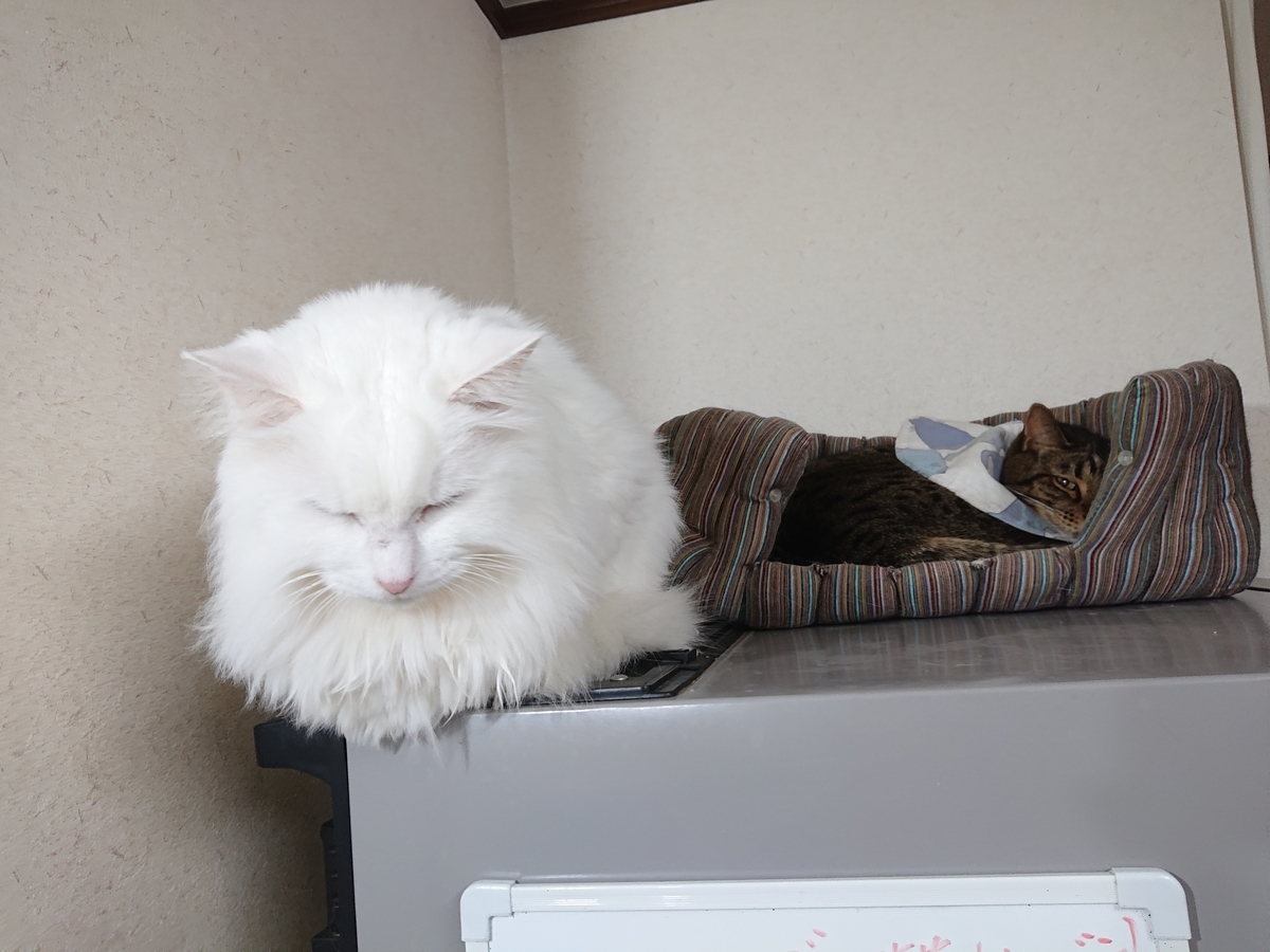 f:id:nekonohanashi:20201024063809j:plain:w350