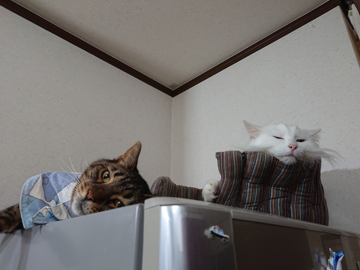 f:id:nekonohanashi:20201024095302j:plain:w350