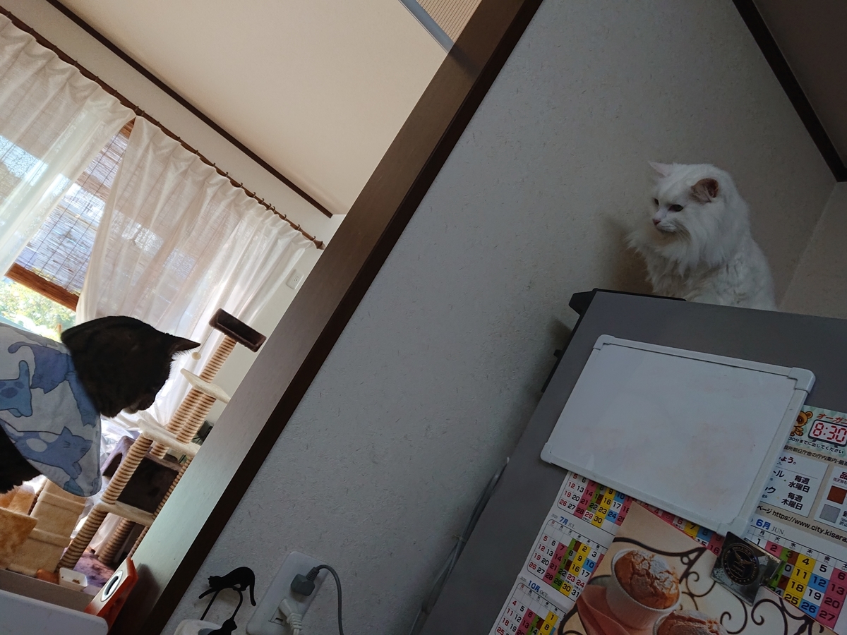 f:id:nekonohanashi:20201025112843j:plain:w350