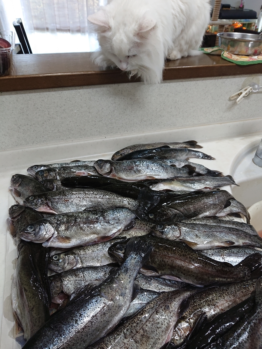 f:id:nekonohanashi:20201031084646j:plain:w350