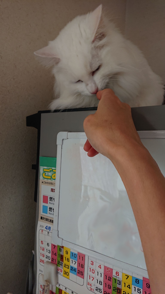 f:id:nekonohanashi:20201124003048p:plain:w300