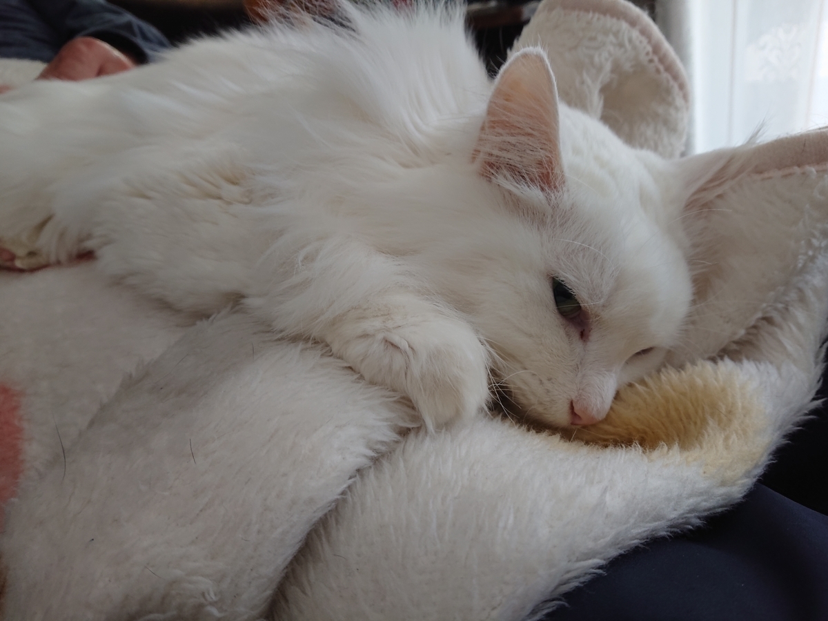 f:id:nekonohanashi:20201130081036j:plain:w350