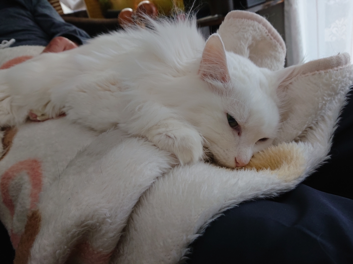 f:id:nekonohanashi:20201130081045j:plain:w350