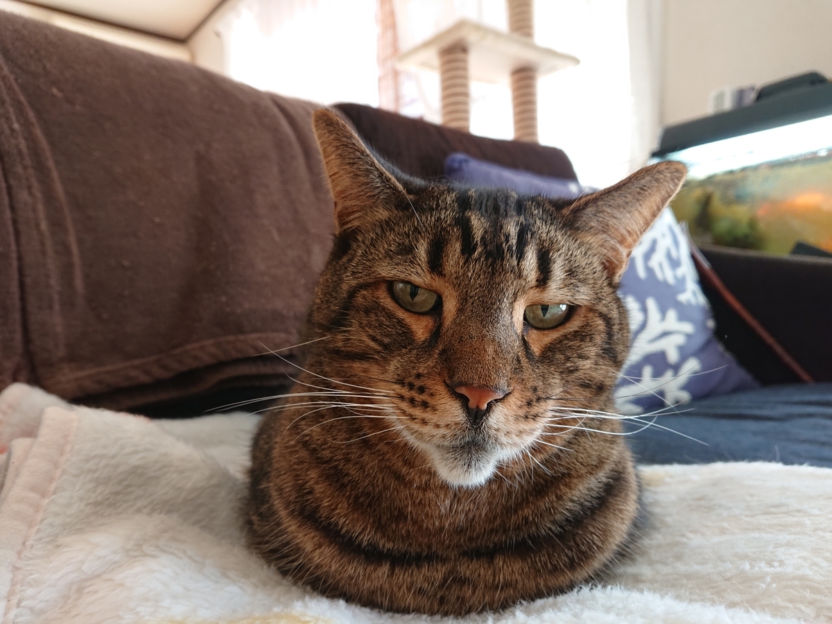 f:id:nekonohanashi:20201201131006j:plain:w350