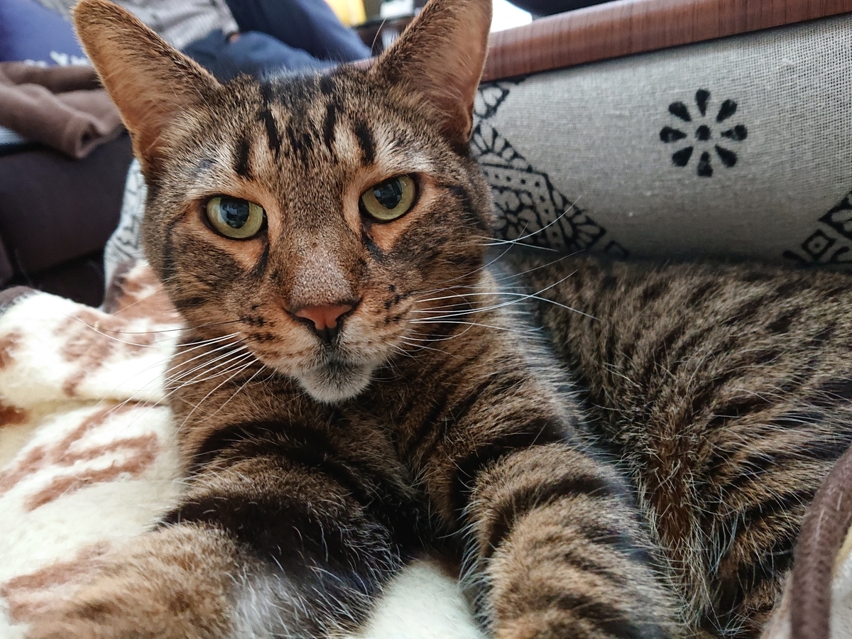 f:id:nekonohanashi:20201205081048j:plain:w350