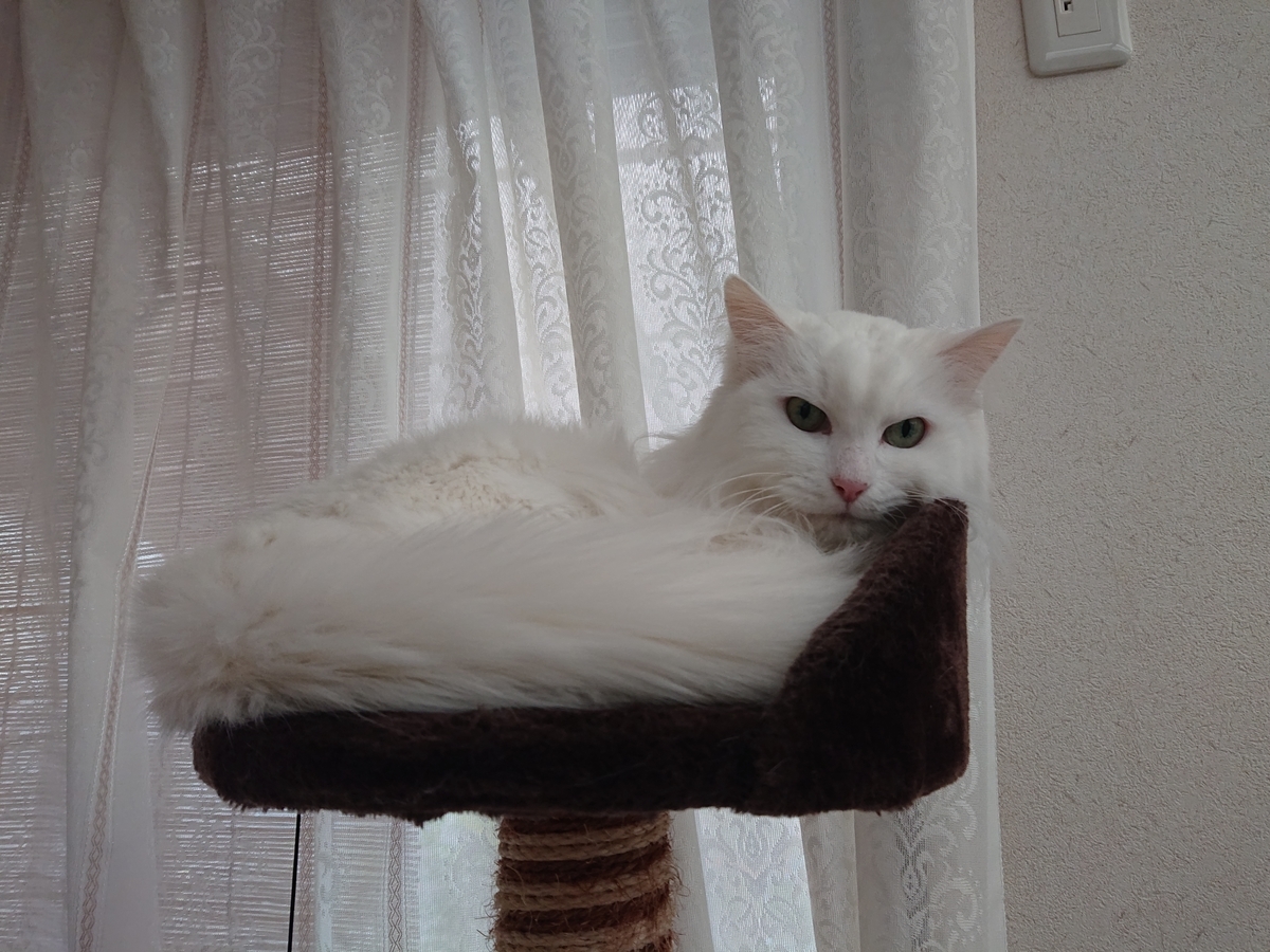 f:id:nekonohanashi:20201206103312j:plain:w350