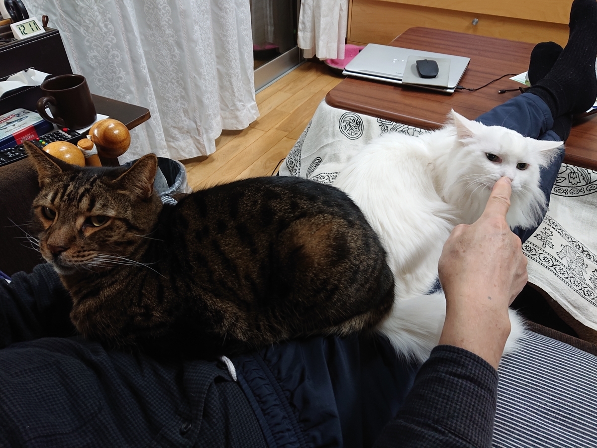 f:id:nekonohanashi:20201211055552j:plain:w350