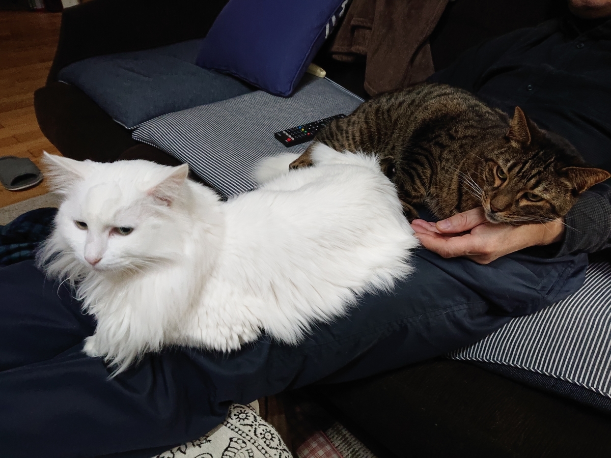 f:id:nekonohanashi:20201211060816j:plain:w350