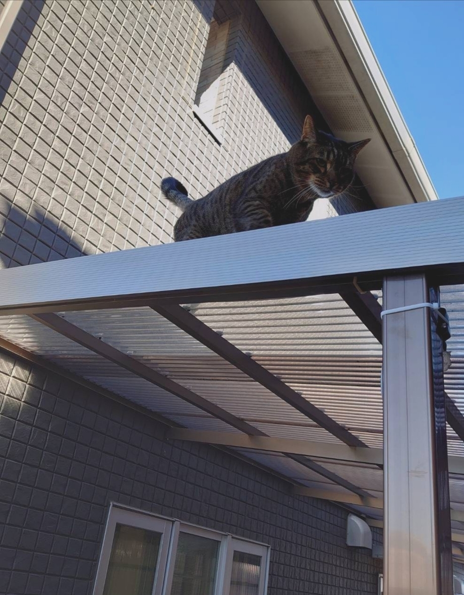 f:id:nekonohanashi:20201231135150j:plain:w350