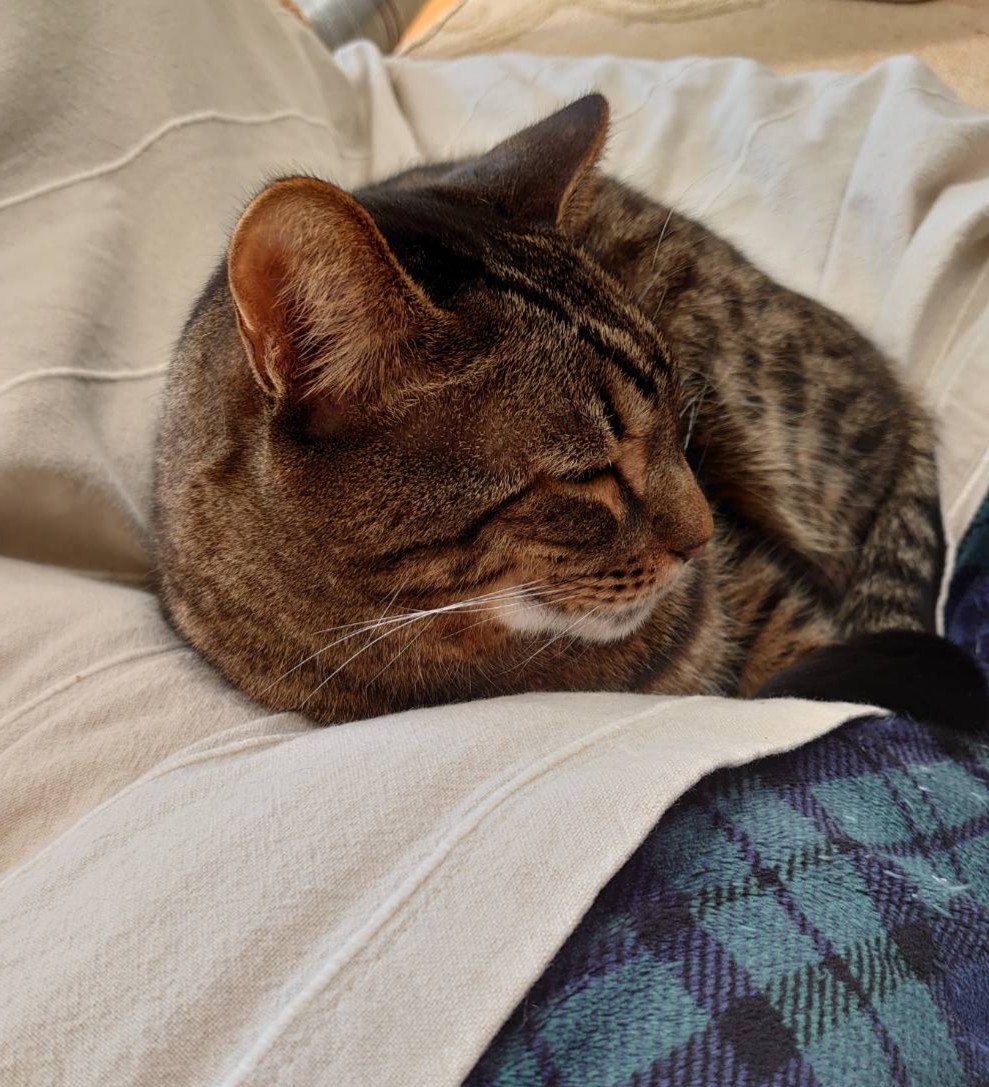 f:id:nekonohanashi:20201231142901j:plain:w350