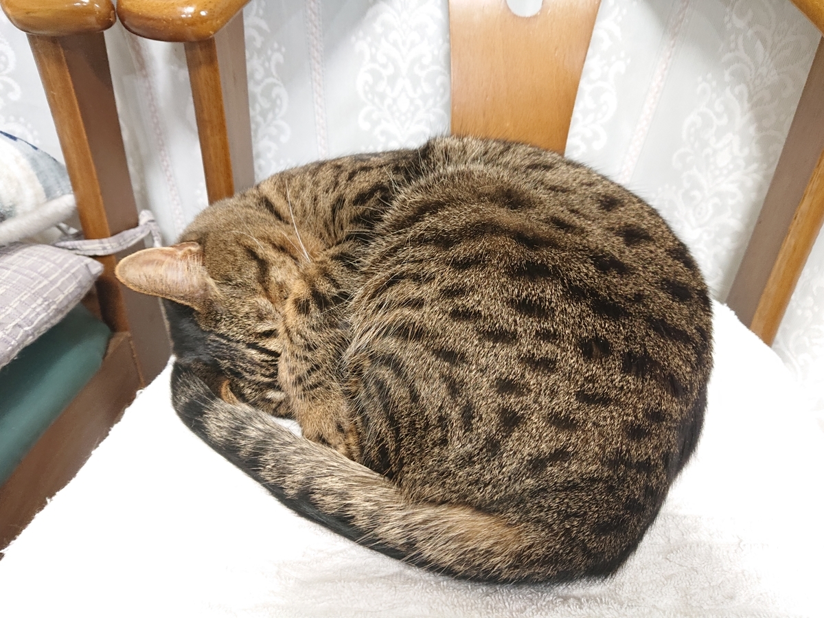 f:id:nekonohanashi:20201231212416j:plain:w350