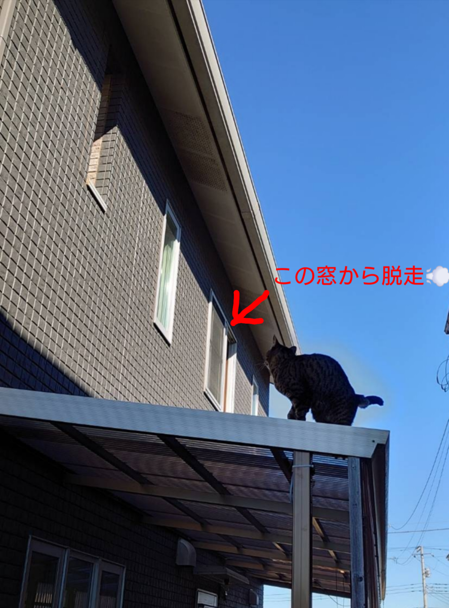 f:id:nekonohanashi:20201231230851p:plain:w350