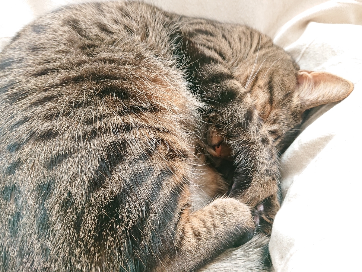 f:id:nekonohanashi:20210112123620j:plain:w350