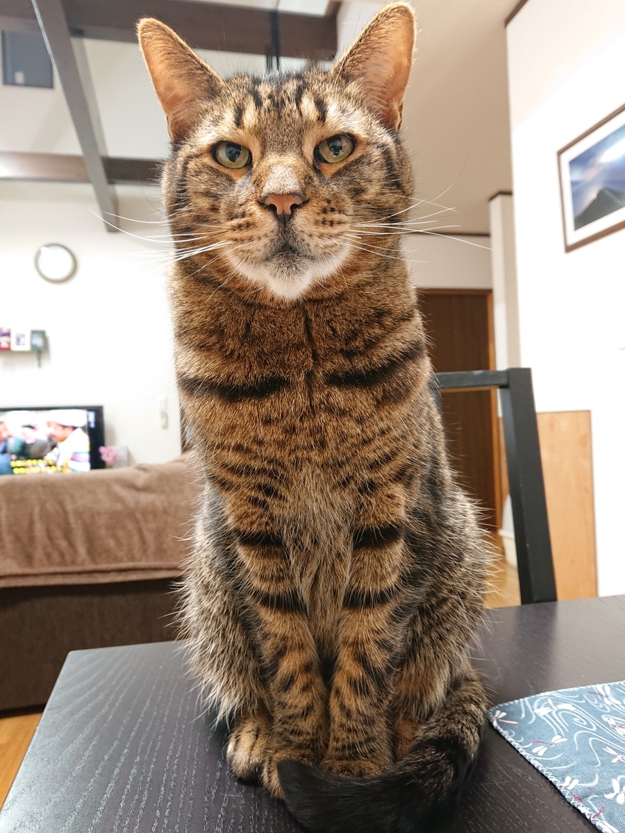 f:id:nekonohanashi:20210120181438j:plain:w350