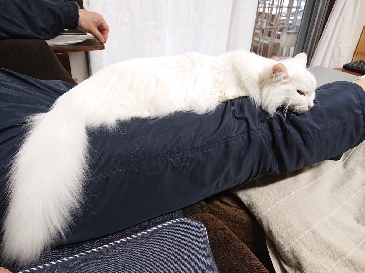 f:id:nekonohanashi:20210123074143j:plain:w350