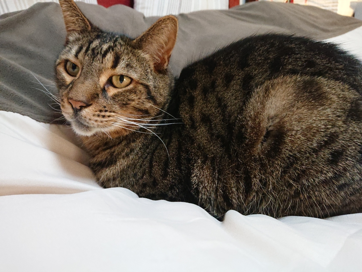 f:id:nekonohanashi:20210211164957j:plain:w350