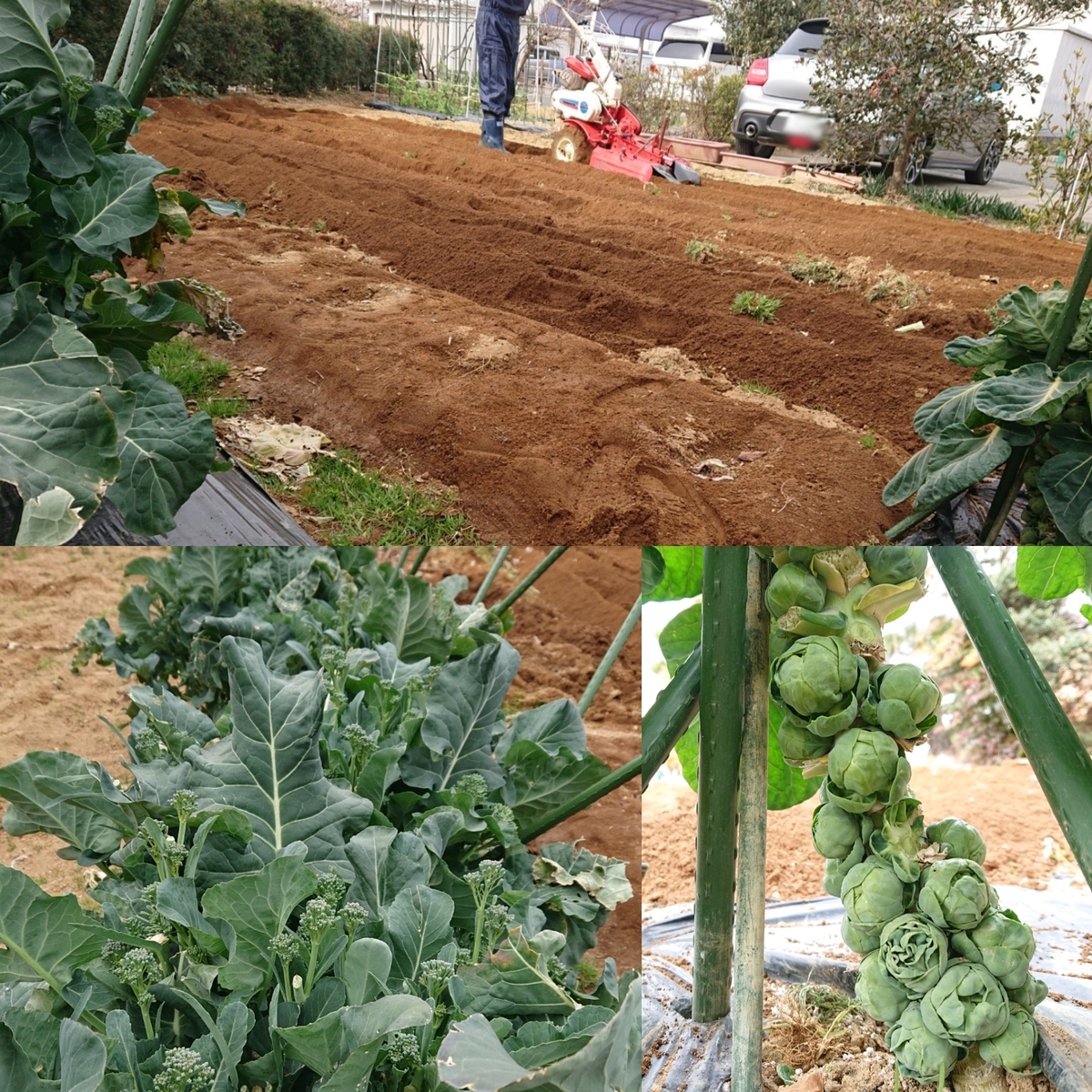 f:id:nekonohanashi:20210212205230j:plain:w350