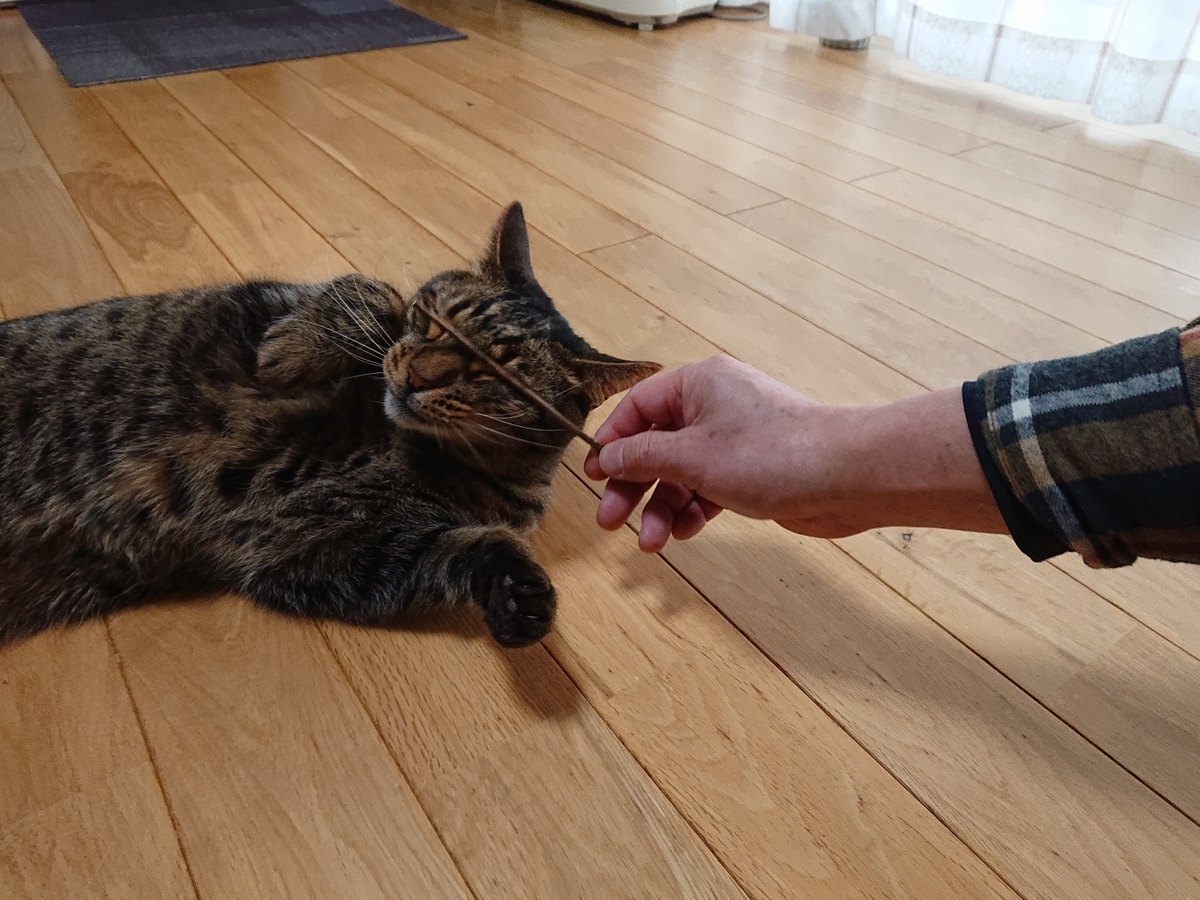 f:id:nekonohanashi:20210222171056j:plain:w350