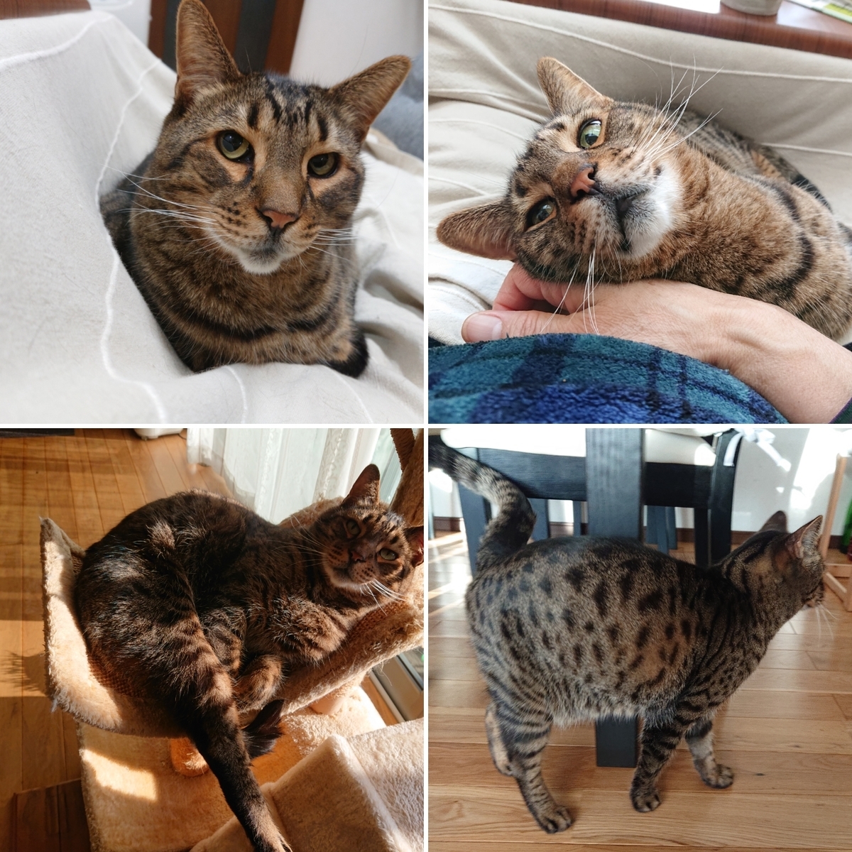 f:id:nekonohanashi:20210222202348j:plain:w350