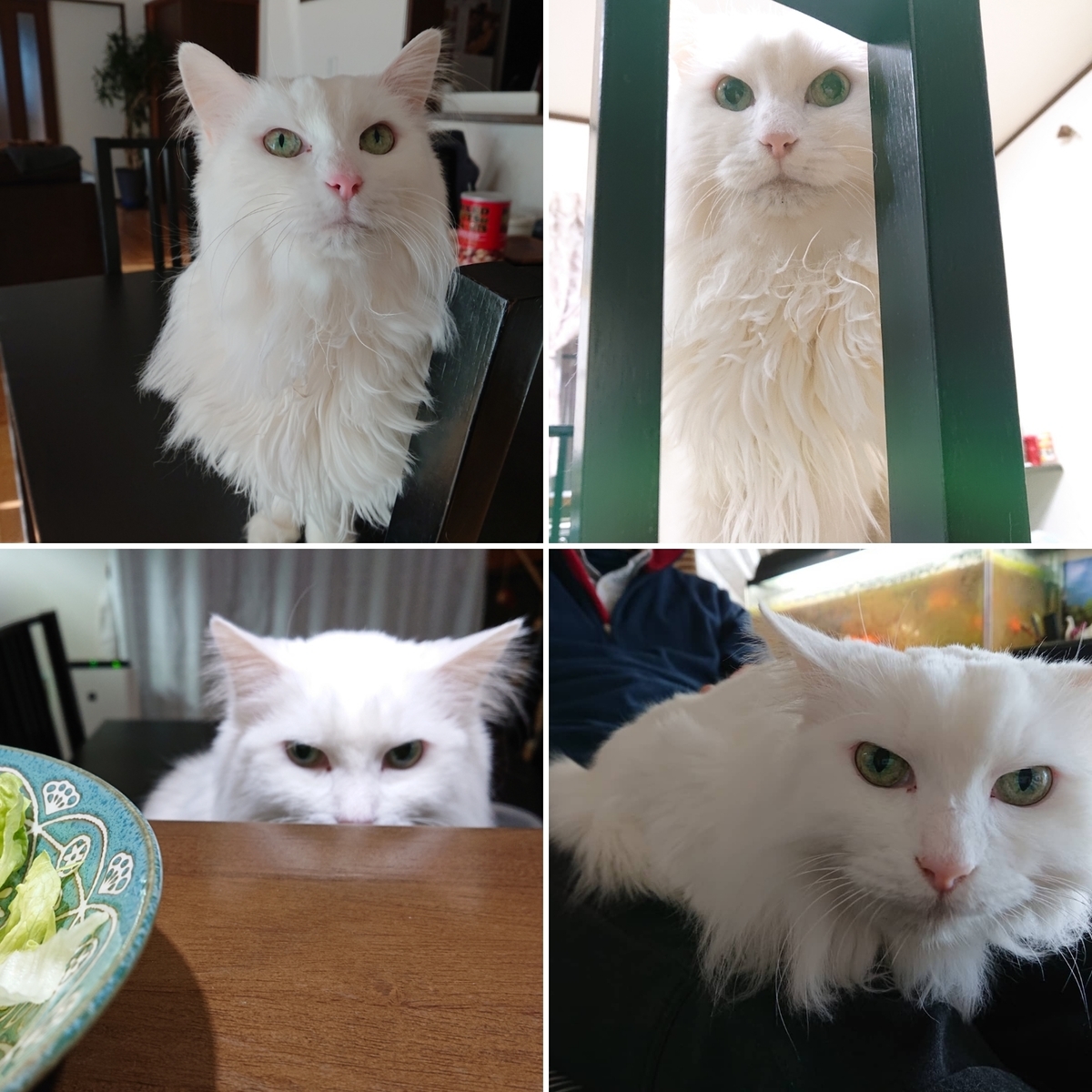 f:id:nekonohanashi:20210222202444j:plain:w350