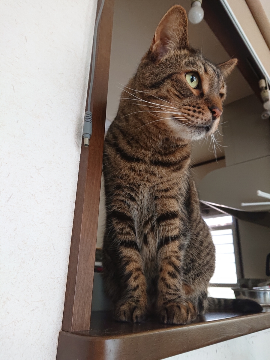 f:id:nekonohanashi:20210421115451j:plain:w350
