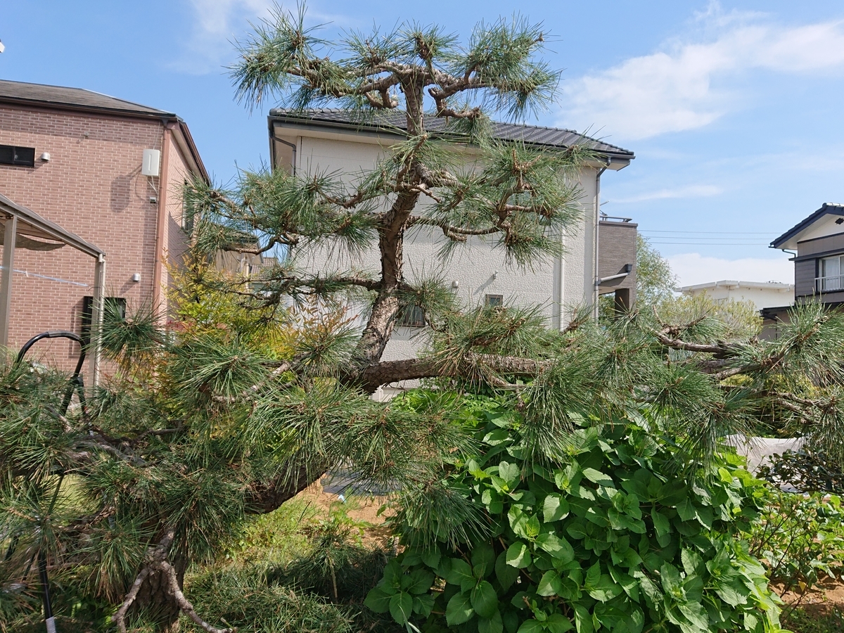 f:id:nekonohanashi:20210422142254j:plain:w350