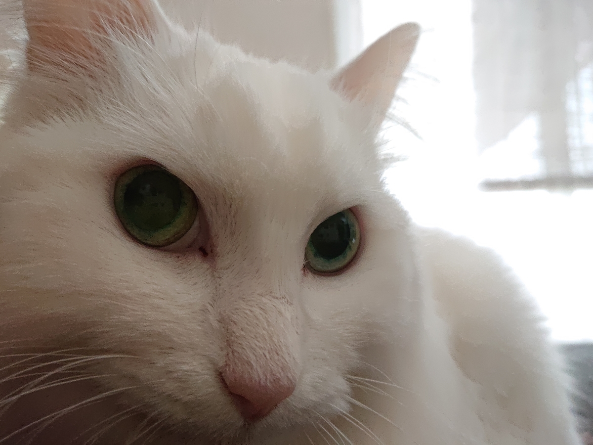 f:id:nekonohanashi:20210427053545j:plain:w350