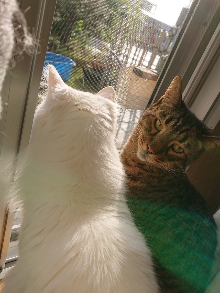 f:id:nekonohanashi:20210501162708j:plain:w350