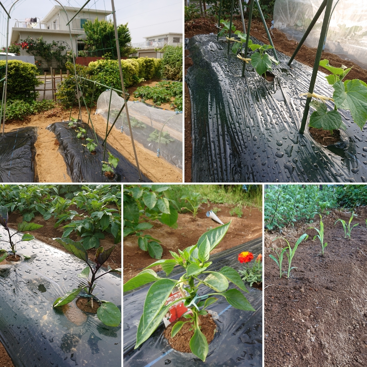 f:id:nekonohanashi:20210501184631j:plain:w350