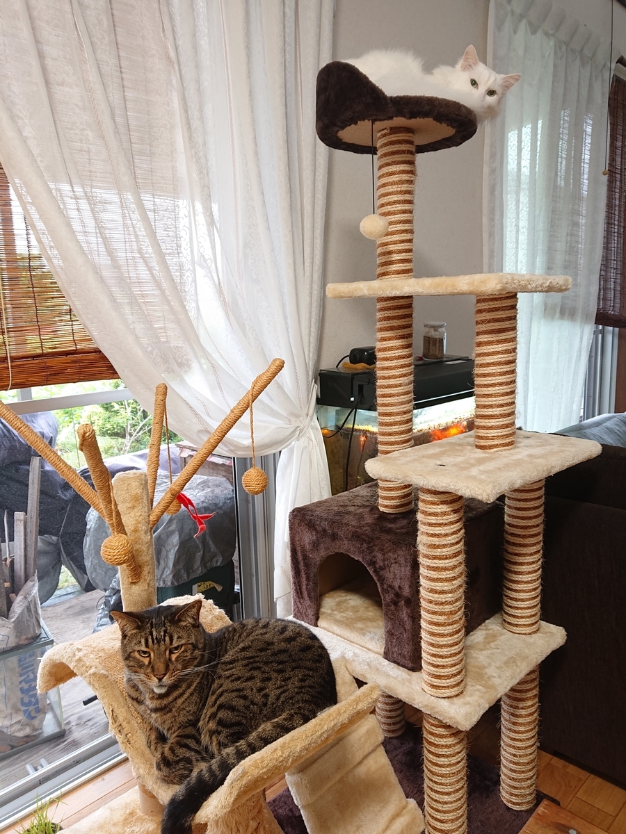 f:id:nekonohanashi:20210521064344j:plain:w350