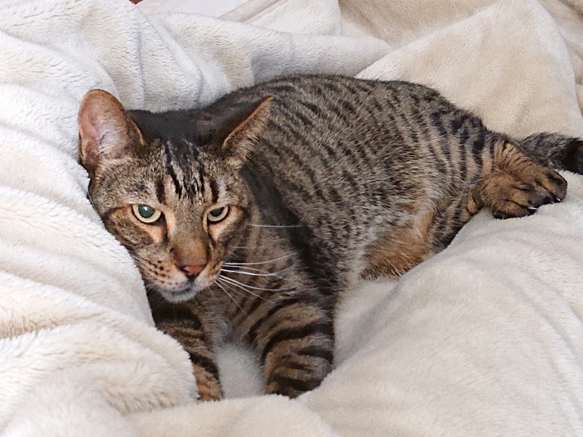 f:id:nekonohanashi:20210522001906j:plain:w350