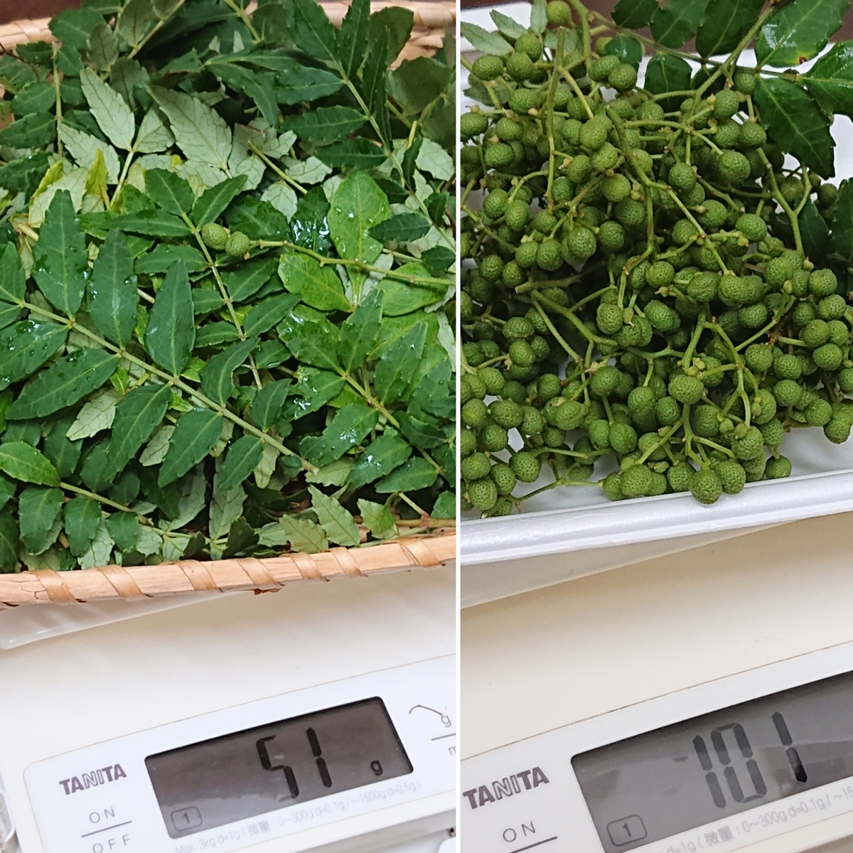 f:id:nekonohanashi:20210522082237j:plain:w350