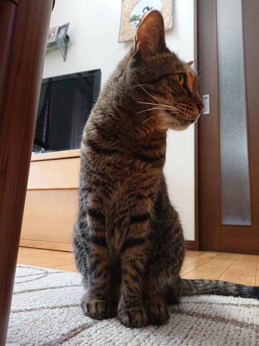 f:id:nekonohanashi:20210524114949j:plain:w350