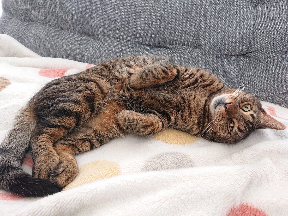 f:id:nekonohanashi:20210527131933j:plain:w350