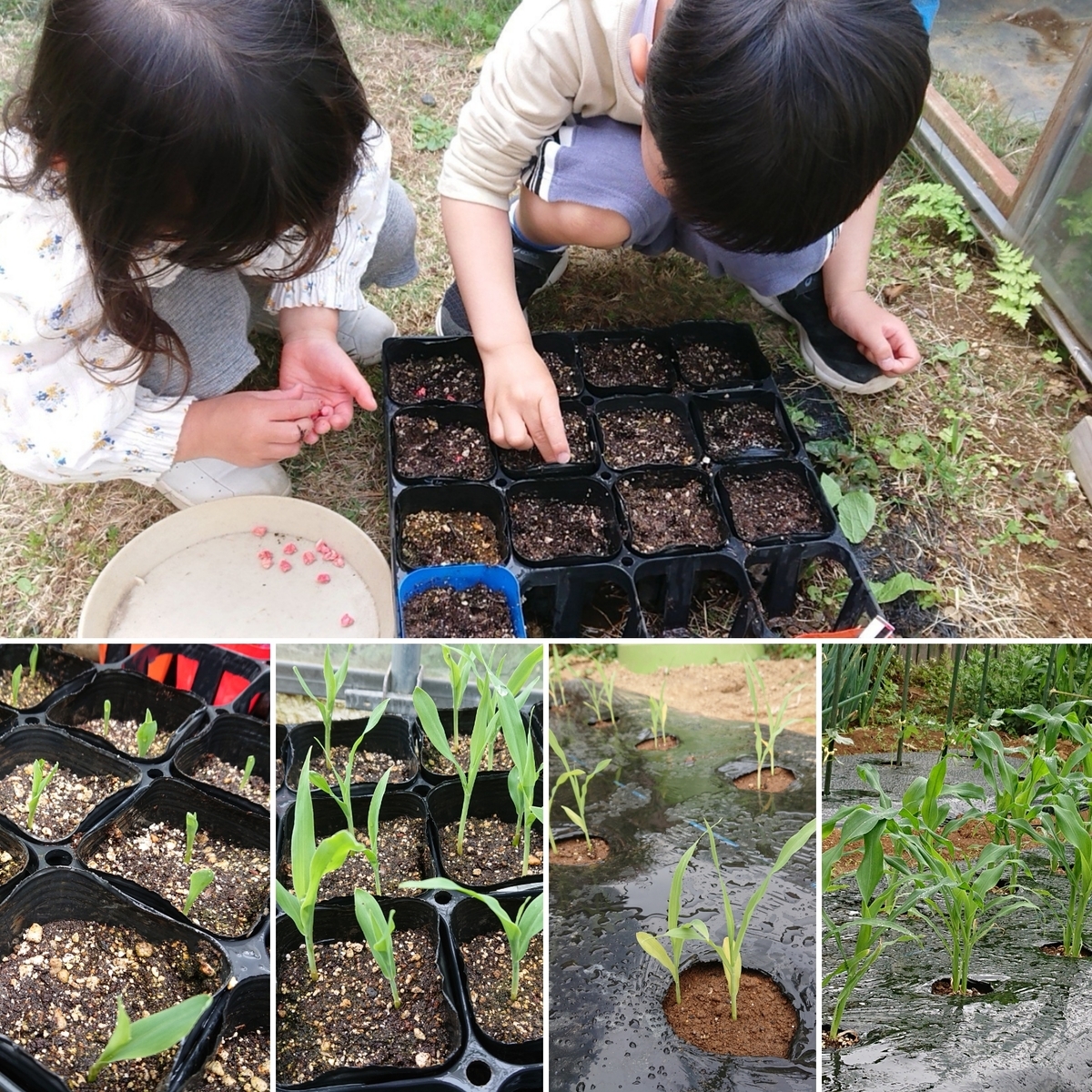 f:id:nekonohanashi:20210607223103j:plain:w350