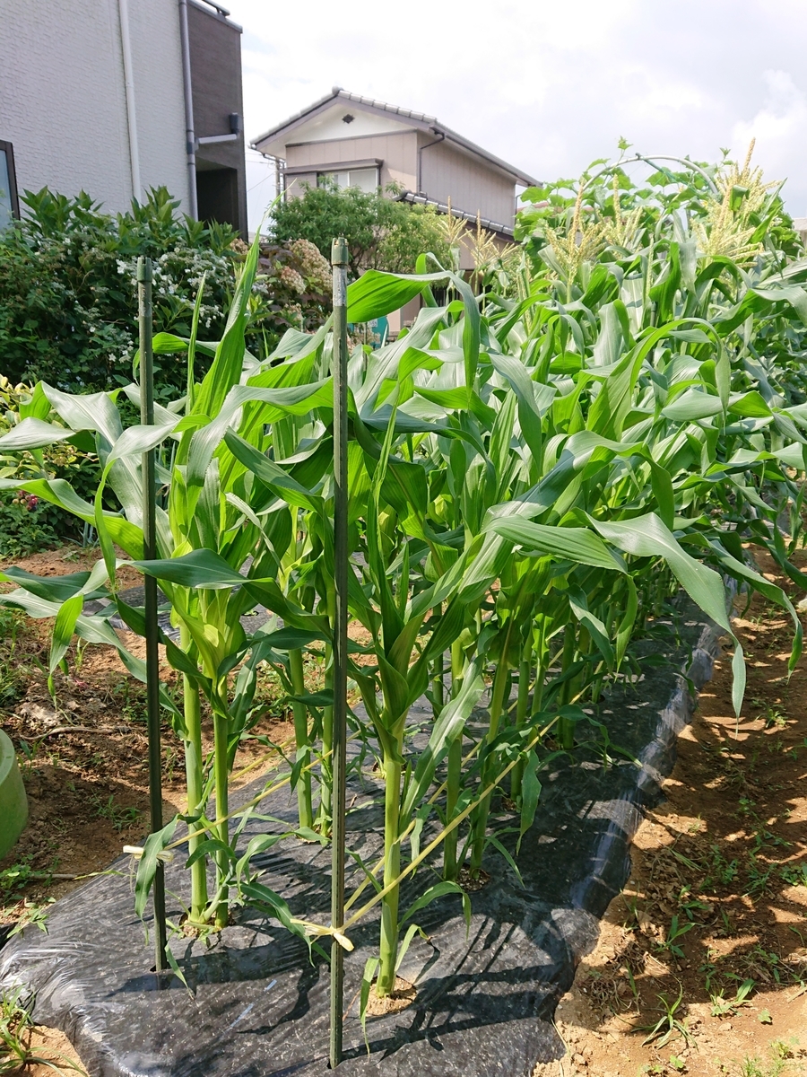 f:id:nekonohanashi:20210624092227j:plain:w350