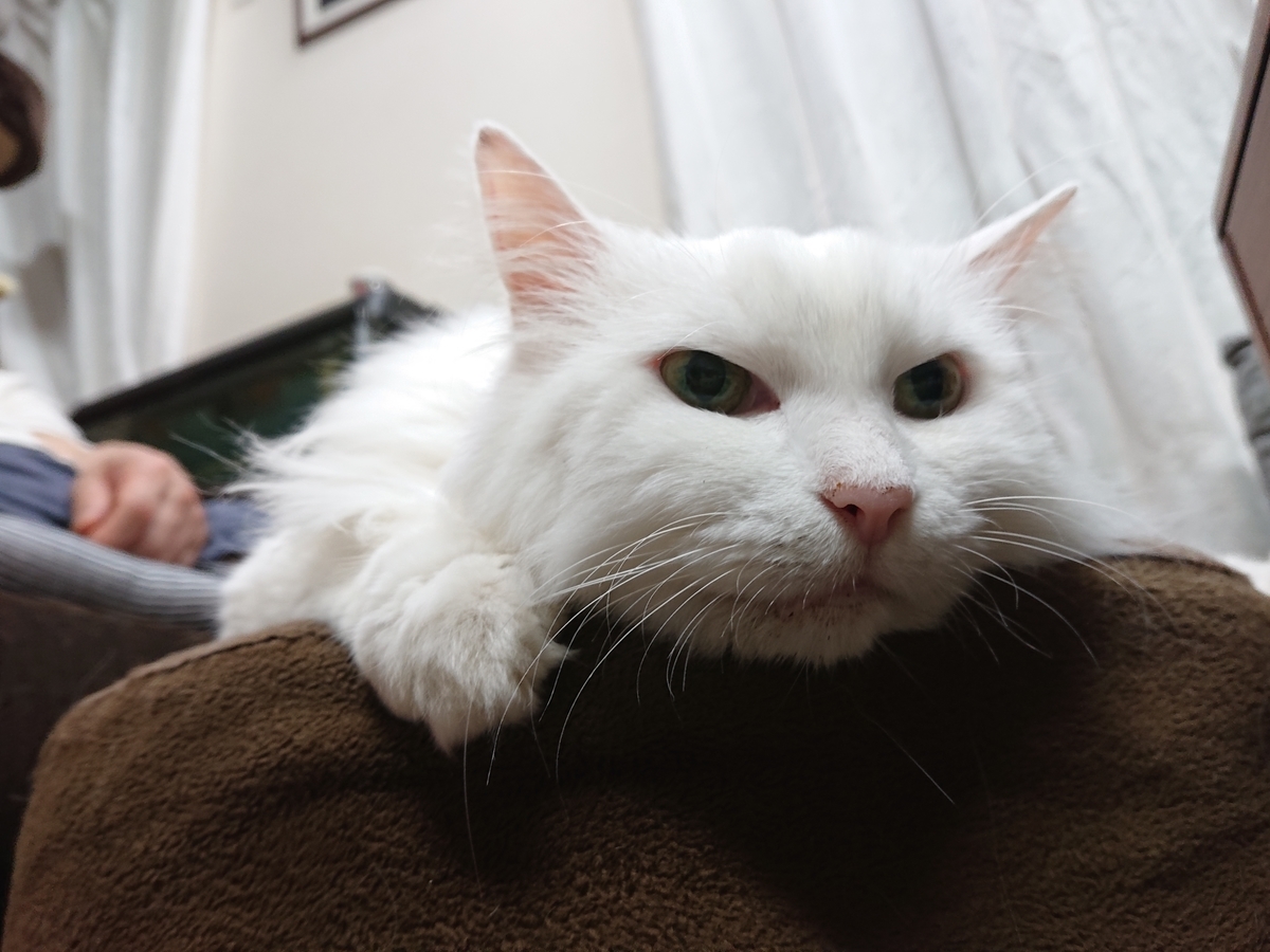 f:id:nekonohanashi:20210706193224j:plain:w350