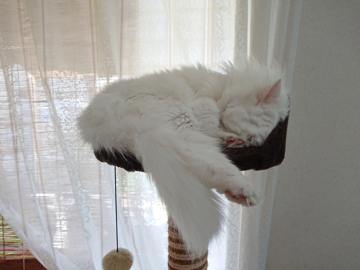 f:id:nekonohanashi:20210722082655j:plain:w350