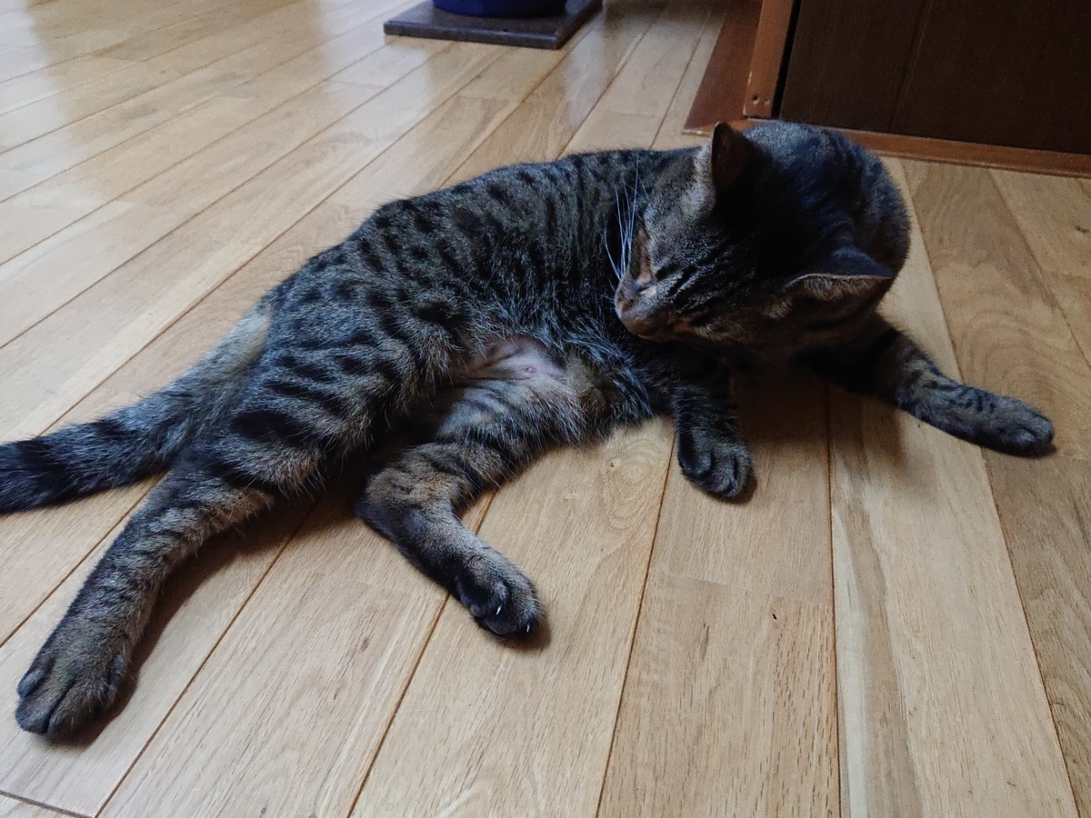 f:id:nekonohanashi:20210825200053j:plain:w350